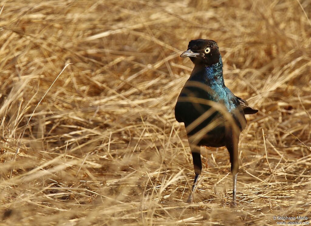 Long-tailed Glossy Starlingadult