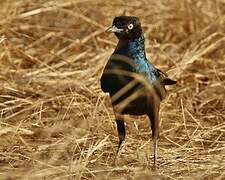 Long-tailed Glossy Starling