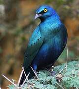 Greater Blue-eared Starling