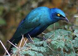 Choucador à oreillons bleus