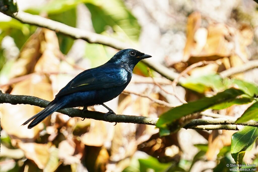 Purple-headed Starling