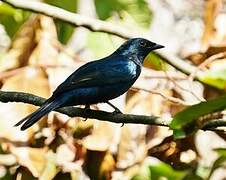 Purple-headed Starling