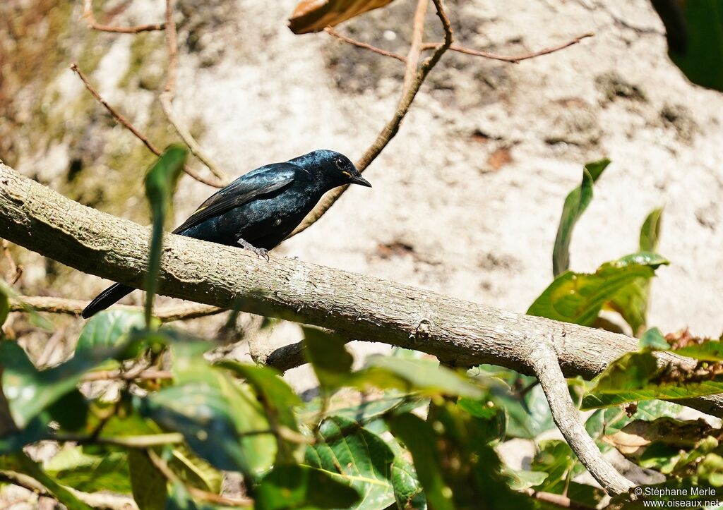 Purple-headed Starlingimmature