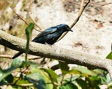 Purple-headed Starling