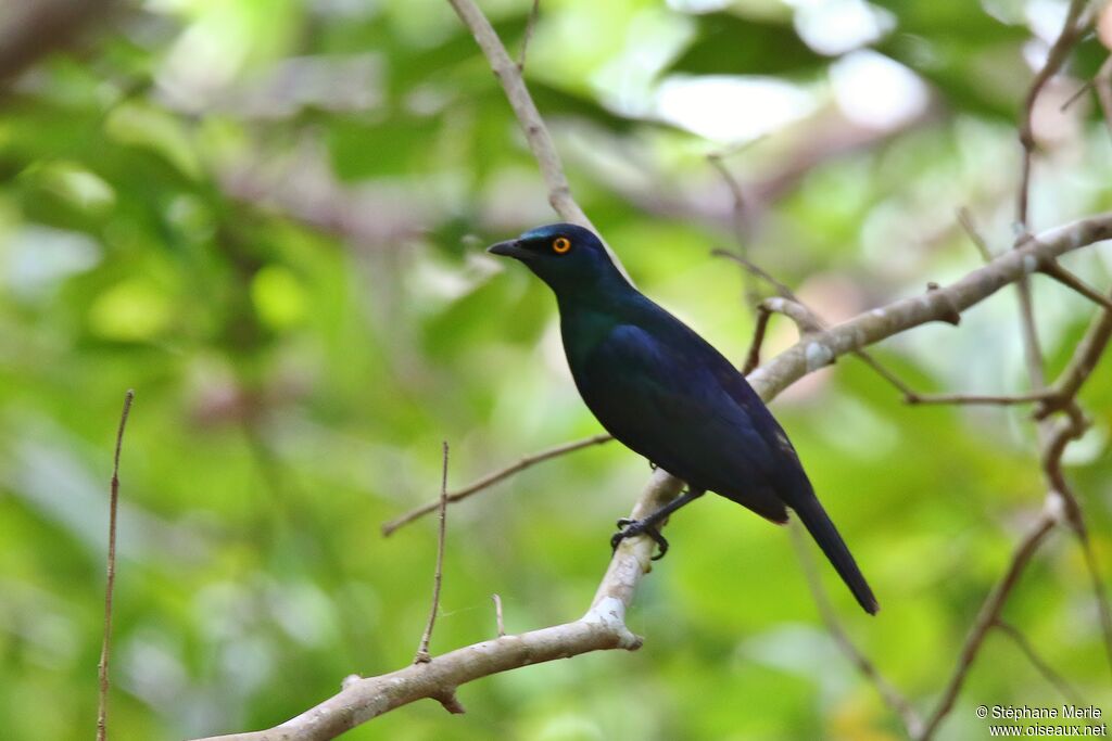 Black-bellied Starling