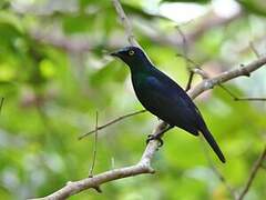 Black-bellied Starling