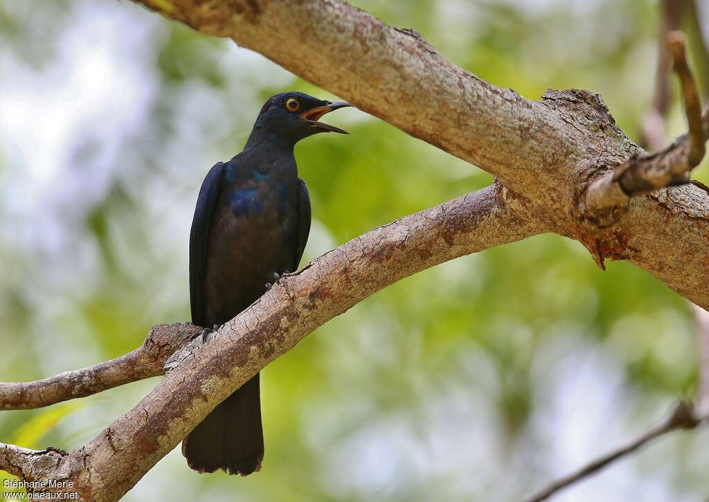 Black-bellied Starlingimmature, identification