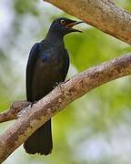 Black-bellied Starling