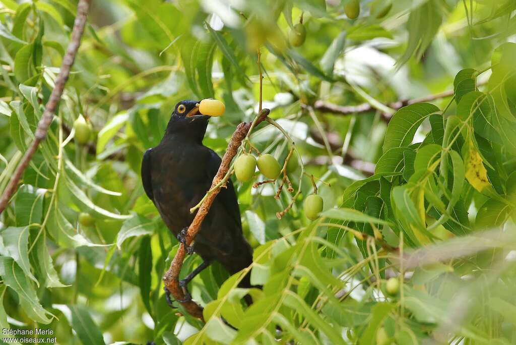 Black-bellied Starlingimmature, eats