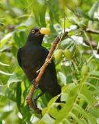 Black-bellied Starling