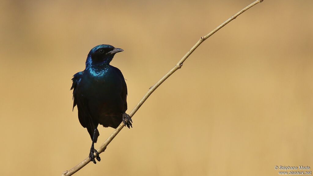 Burchell's Starling