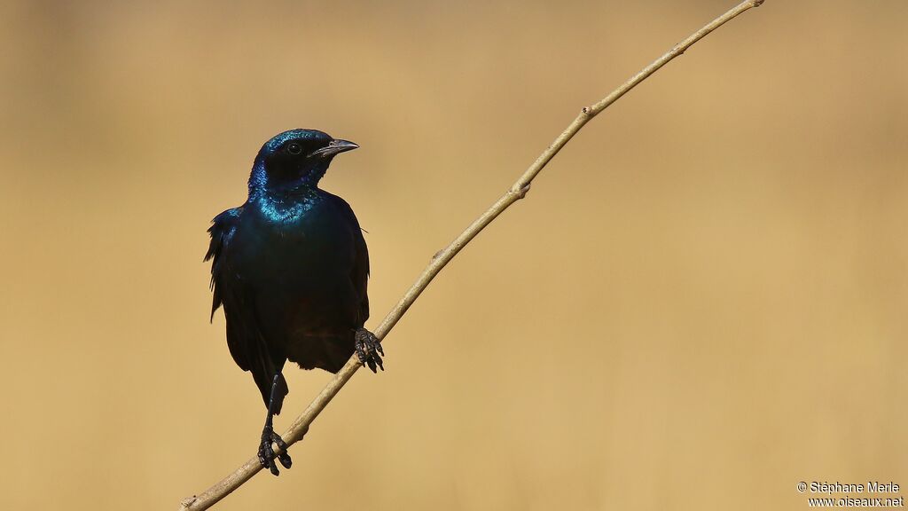 Burchell's Starling