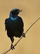 Burchell's Starling