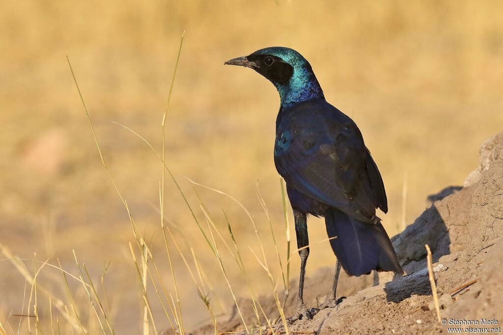 Burchell's Starling