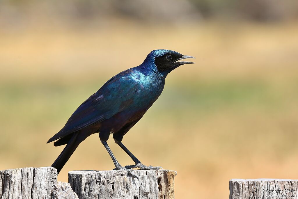 Burchell's Starling