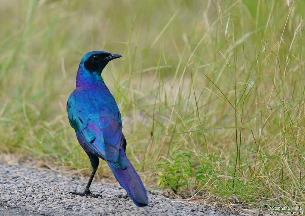 Burchell's Starlingadult