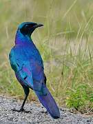 Burchell's Starling