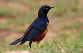 Hildebrandt's Starling