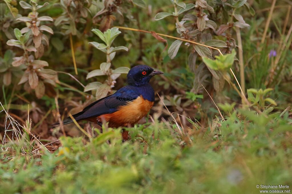 Hildebrandt's Starlingadult