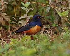 Hildebrandt's Starling