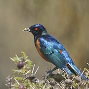 Hildebrandt's Starling