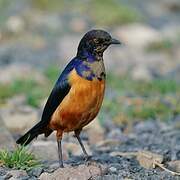 Hildebrandt's Starling