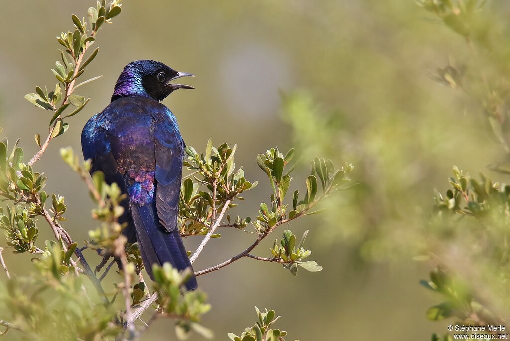 Meves's Starling