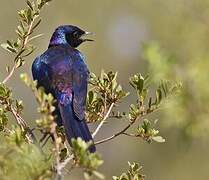 Meves's Starling