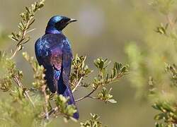 Meves's Starling