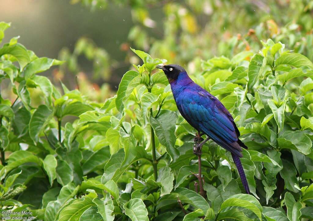 Rüppell's Starlingadult, identification