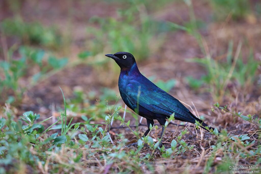 Rüppell's Starling