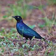 Rüppell's Starling