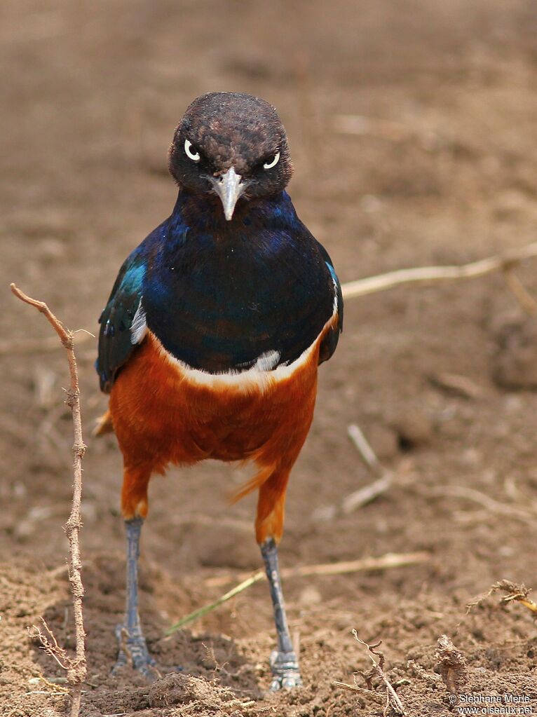 Superb Starlingadult breeding, walking