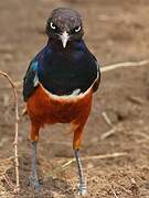 Superb Starling