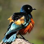 Superb Starling