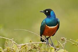 Superb Starling