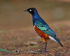 Superb Starling