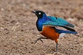 Superb Starling