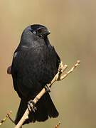 Western Jackdaw