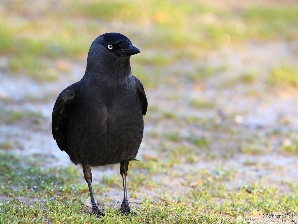 Western Jackdaw