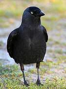 Western Jackdaw