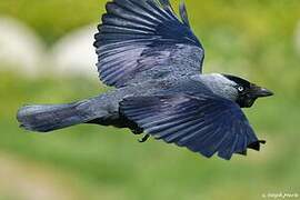 Western Jackdaw