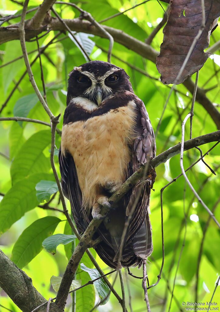 Spectacled Owladult