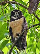 Spectacled Owl