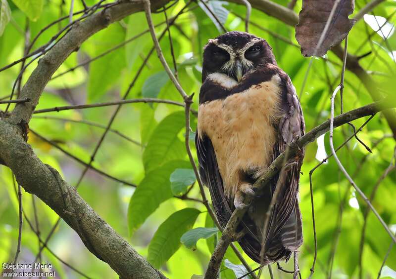 Spectacled Owladult, identification