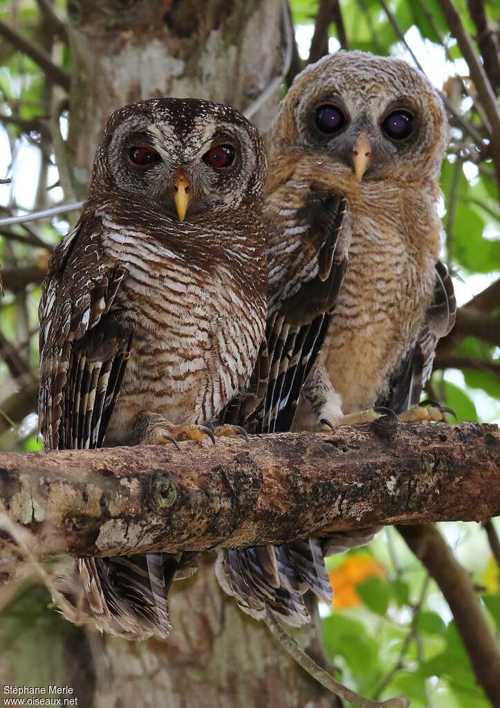 African Wood Owl, Reproduction-nesting