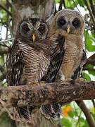 African Wood Owl