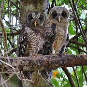 African Wood Owl