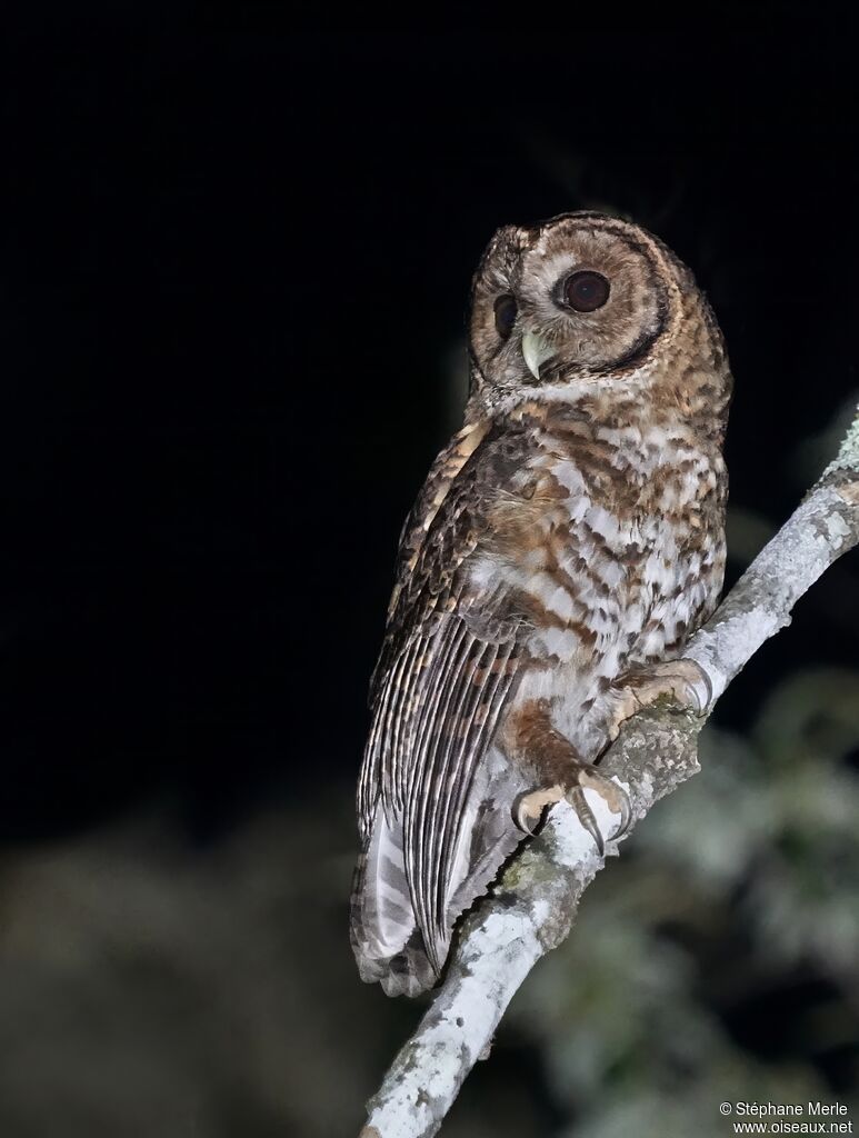 Rusty-barred Owladult