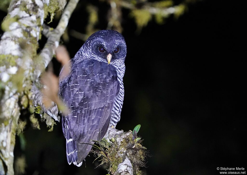 Black-banded Owladult